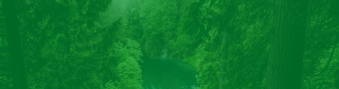 Imagem de uma floresta